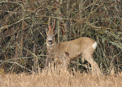 Rådyr (Capreolus capreolus)