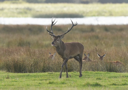 Krondyr (Cervus elaphus)