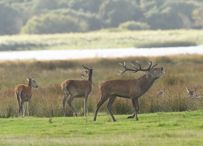 Krondyr (Cervus elaphus)