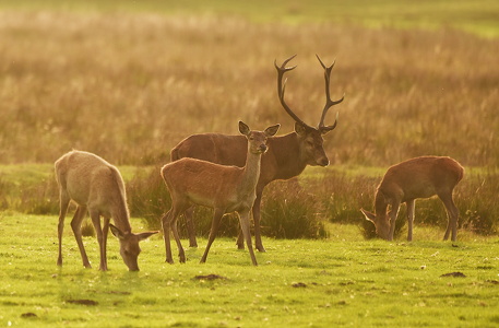 Krondyr (Cervus elaphus)