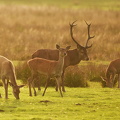 Krondyr (Cervus elaphus)