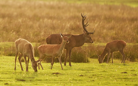 Krondyr (Cervus elaphus)