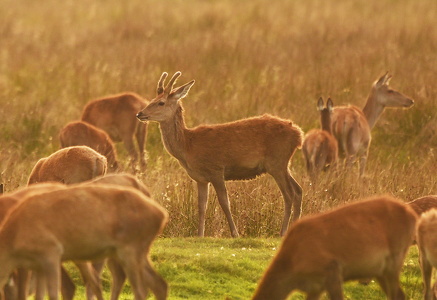 Krondyr (Cervus elaphus)