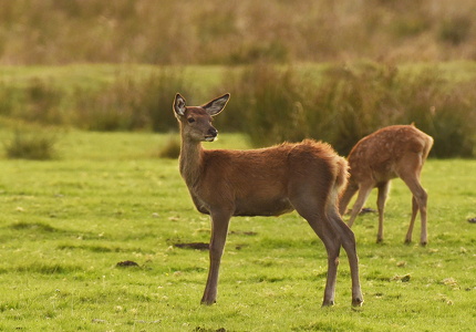 Krondyr (Cervus elaphus)