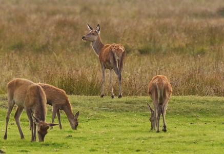 Krondyr (Cervus elaphus)