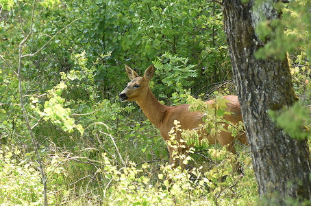 Rådyr (Capreolus capreolus)