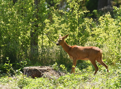 Rådyr (Capreolus capreolus)