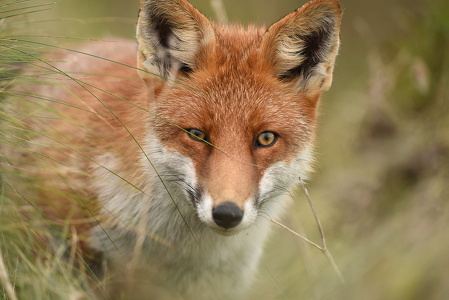 Rød ræv  (Vulpes vulpes)