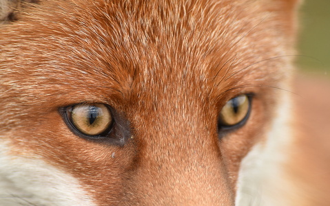 Rød ræv  (Vulpes vulpes)