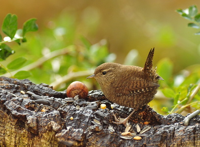 Gærdesmutte (Troglodytes troglodytes)