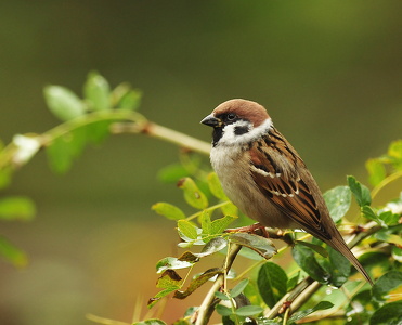 Skovspurv (Passer montanus)