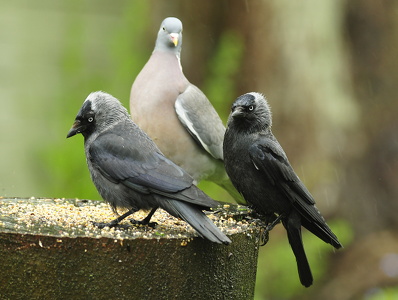 Allike (Corvus monedula)