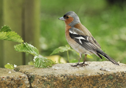 Bogfinke (Fringilla coelebs)