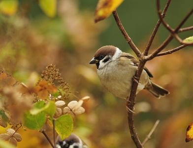Skovspurv (Passer montanus)