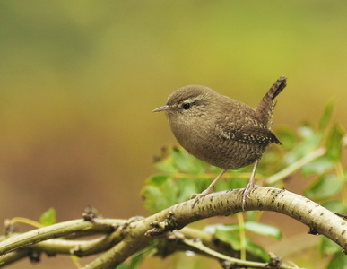 Gærdesmutte (Troglodytes troglodytes)