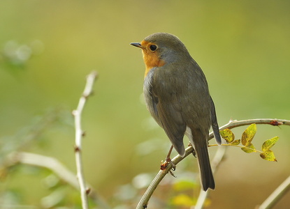 Rødhals (Erithacus rubecula)