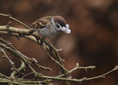 Skovspurv (Passer montanus)