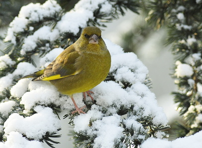 Grønirisk (Carduelis chloris)