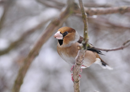 Kernebider (Coccothraustes coccothraustes)