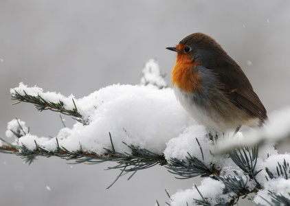 Rødhals (Erithacus rubecula)