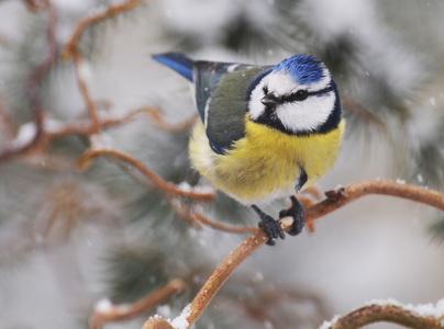 Blåmejse (Mergellus albellus)