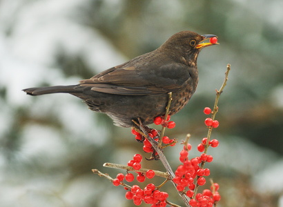 Solsort (Turdus merula)