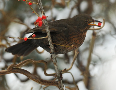  Solsort (Turdus merula)