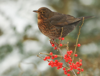 Solsort (Turdus merula)