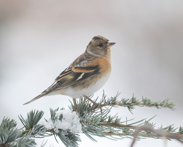 Kvækerfinke (Fringilla montifringilla)