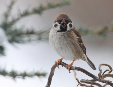 Skovspurv (Passer montanus)