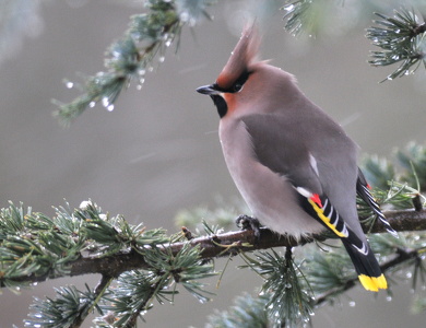 Silkehale (Bombycilla garrulus)