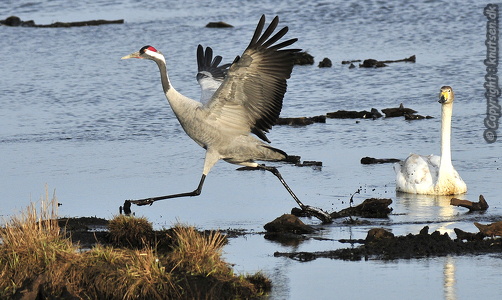 Trane (Grus grus)