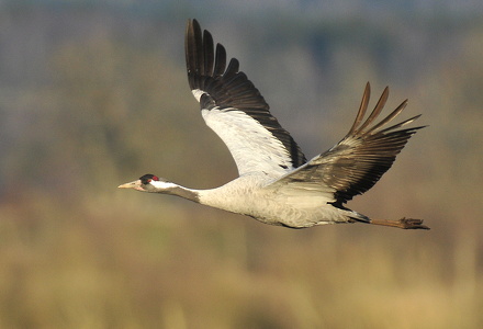 Trane (Grus grus)