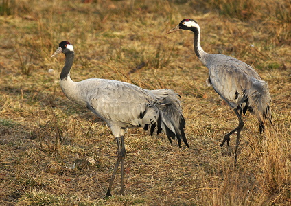 Traner (grus grus)