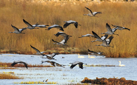 Traner (Grus grus)