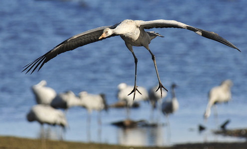 Ung trane (Grus grus)