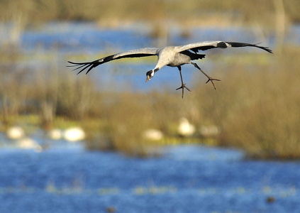 Trane (Grus grus)