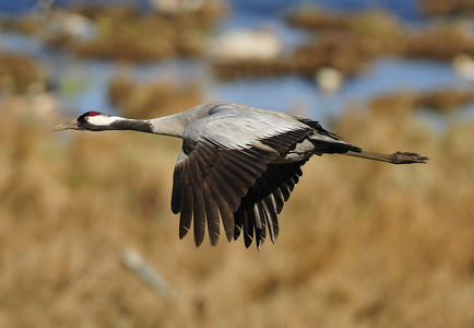 Trane (Grus grus)