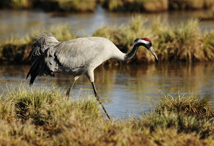 Traner (grus grus)