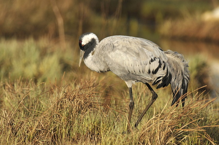 Trane (Grus grus)