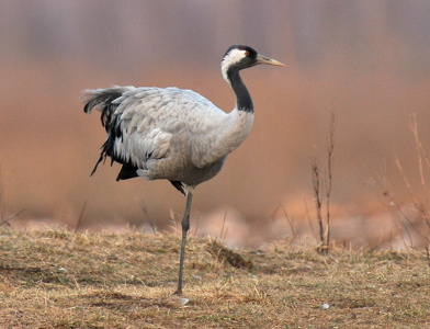 Traner (grus grus)