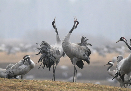 Traner (grus grus)