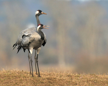 Traner (grus grus)