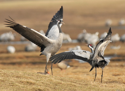Traner (grus grus)
