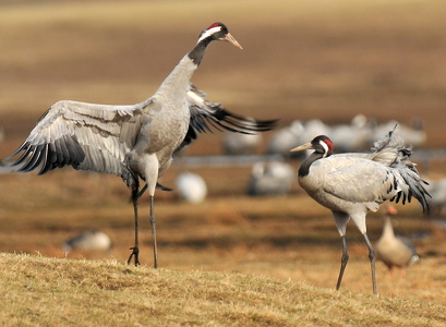 Traner (grus grus)