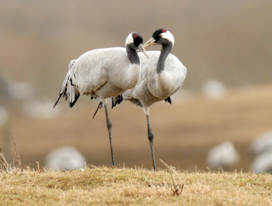 Traner (grus grus)