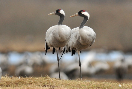 Traner (grus grus)