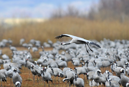 Traner (grus grus)