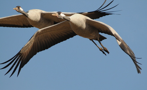 Traner (grus grus)