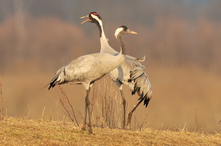 Traner (grus grus)